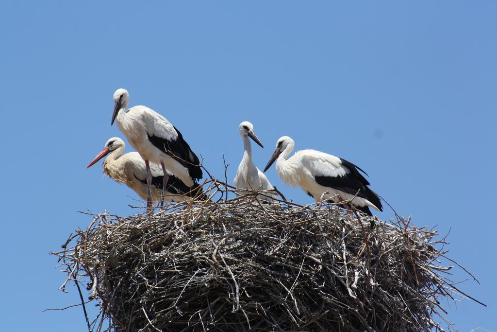 City Stork Hostel Portimão Zewnętrze zdjęcie